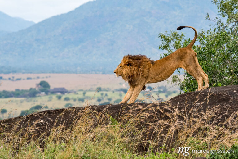 Uganda pictures. male lions on top of a kopje overlooking their territory in Kidepo National Park. Marcel Gross Photography