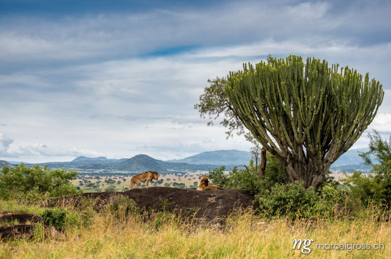 Uganda pictures. Two male lions on top of a kopje overlooking their territory in Kidepo National Park. Marcel Gross Photography