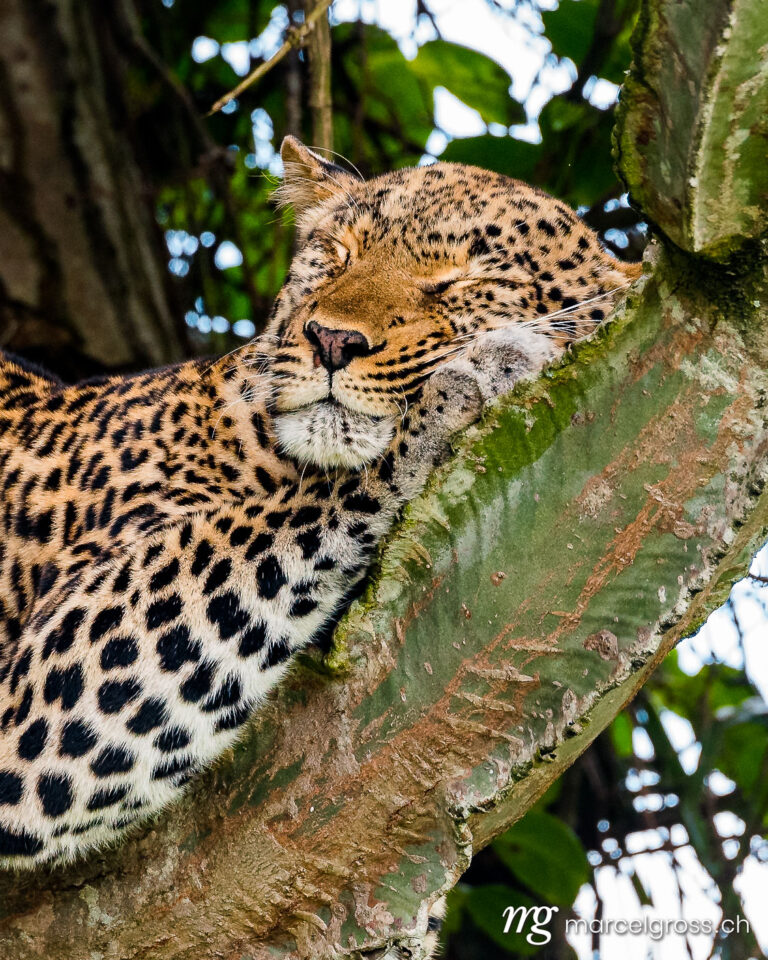 Uganda pictures. Sleeping leopard on a cactus tree in Kasenyi, Queen Elizabeth National Park. Marcel Gross Photography