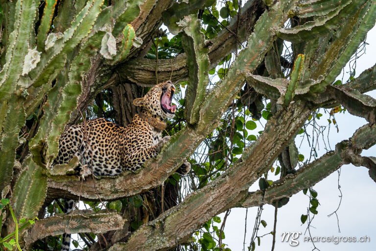 Uganda pictures. yawning leopard on a Euphorbia tree in Queen Elizabeth National Park, Uganda. Marcel Gross Photography