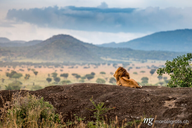 Uganda pictures. male lions on top of a kopje overlooking their territory in Kidepo National Park. Marcel Gross Photography