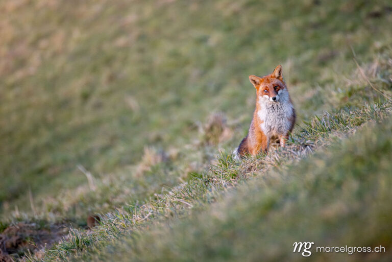 Fox pictures. red fox in winter coat in Emmental. Marcel Gross Photography