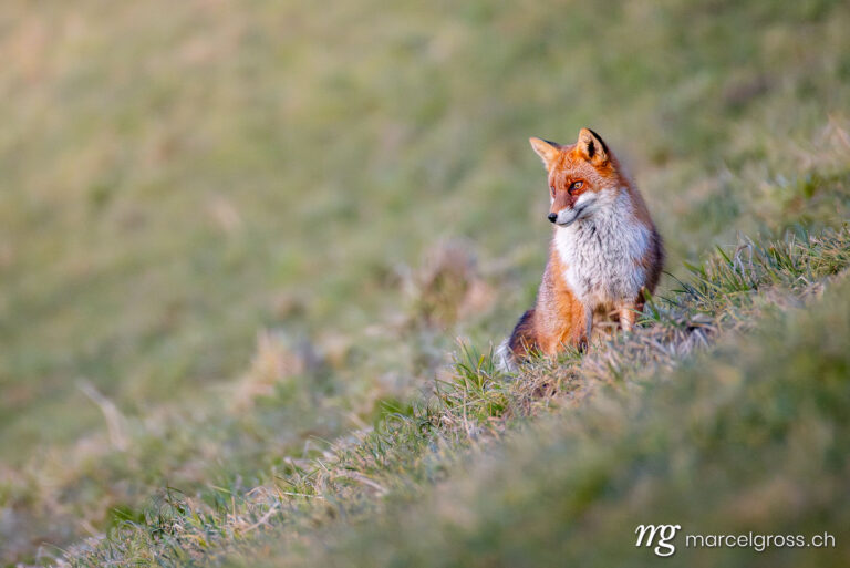 Fox pictures. red fox in winter coat in Emmental. Marcel Gross Photography