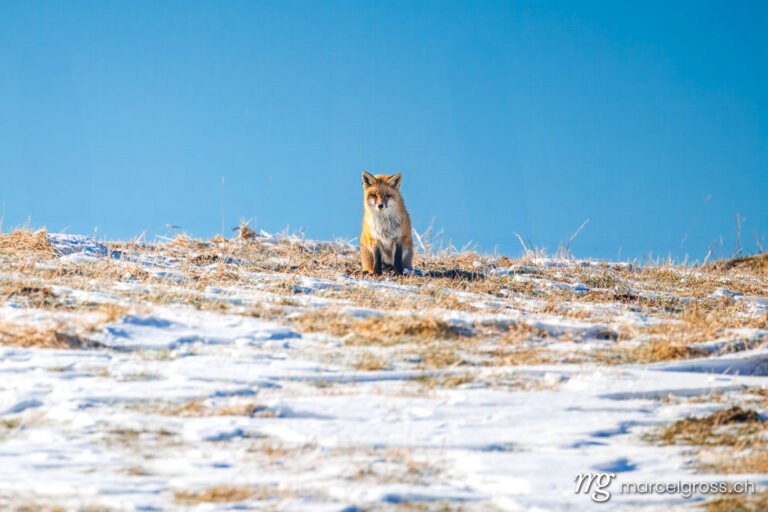 Fox pictures. red fox in winter coat in the Swiss Jura. Marcel Gross Photography