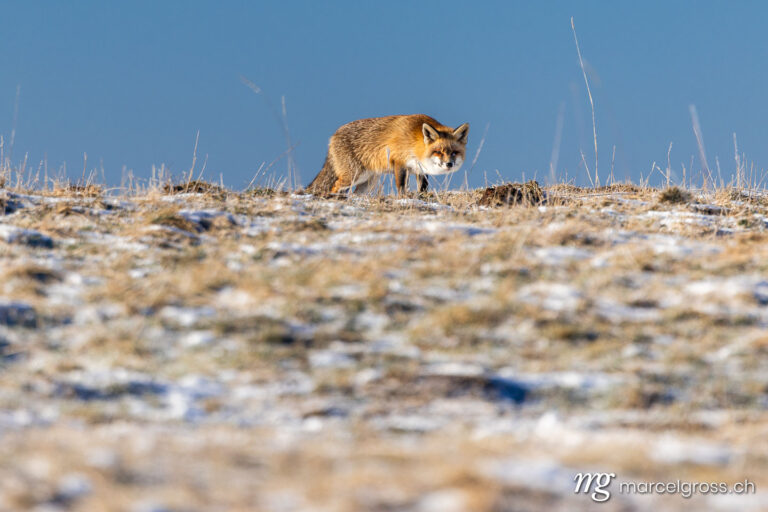 Fox pictures. red fox in winter coat in the Swiss Jura. Marcel Gross Photography