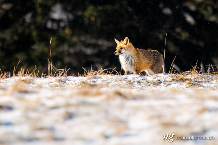 Fox pictures. red fox in winter coat in the Swiss Jura. Marcel Gross Photography